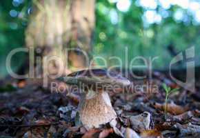 Mushrooms growing in forest