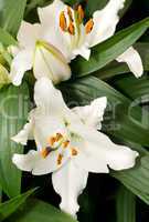 Beautiful White Lily flowers