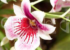 Close-up of cymbidium orchid blossom