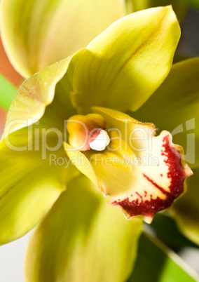 Cymbidium orchid flower in Keukenhof park