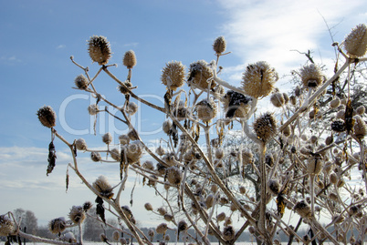 Stechapfel im Winter - thorn apple in winter 01