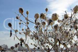 Stechapfel im Winter - thorn apple in winter 01