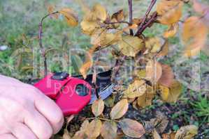 Strauch verschneiden - shrub cutting 05