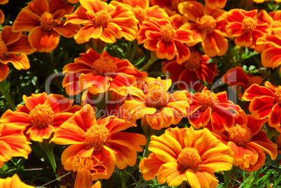 Tagetes 18