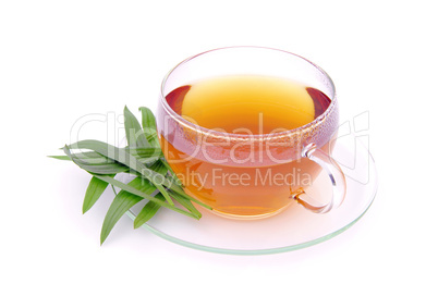 Tee Spitzwegerich - tea ribwort plantain 01