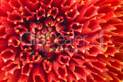 Macro of Red dahlia flower bud