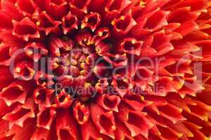 Macro of Red dahlia flower bud
