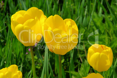 Tulpe gelb - tulip yellow 05