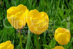 Tulpe gelb - tulip yellow 05