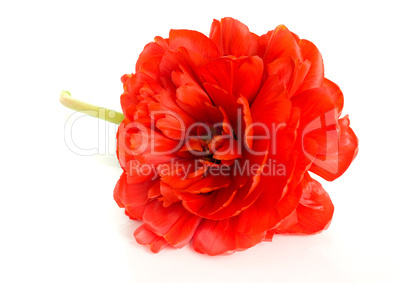 Red tulip bud isolated