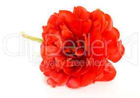 Red tulip bud isolated