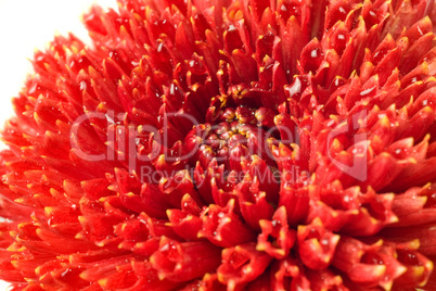 Summer time. Red dahlia bud isolated