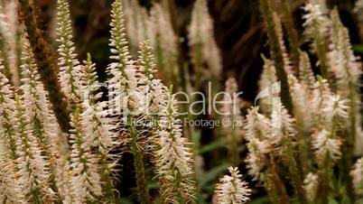 Blumen und Bienen