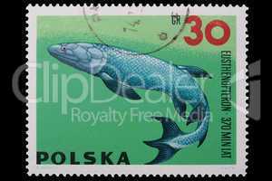 Poland - CIRCA 1969: A stamp Eusthenopteron