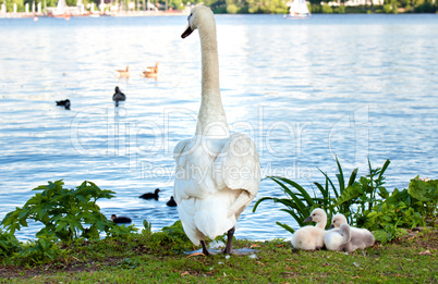 Eine Schwanenfamilie an der Hamburger Außenalster