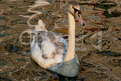 Schwan auf der Alster