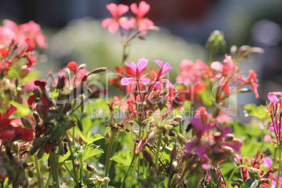 Blumenwiese