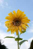 Sonnenblume und Sonne