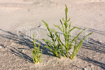 Queller (Salicornia europaea agg., Glasswort)