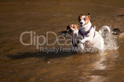 Playful Jack Russell Terrier Dogs Playing in the Water