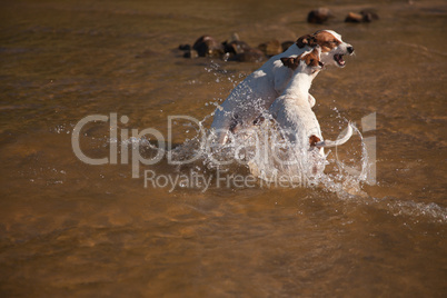 Playful Jack Russell Terrier Dogs Playing in the Water