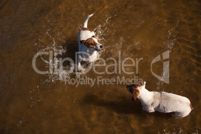 Playful Jack Russell Terrier Dogs Playing in the Water