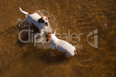 Playful Jack Russell Terrier Dogs Playing in the Water