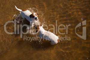 Playful Jack Russell Terrier Dogs Playing in the Water