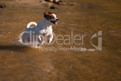 Playful Jack Russell Terrier Dog Playing in Water