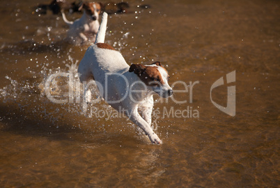 Playful Jack Russell Terrier Dogs Playing in the Water