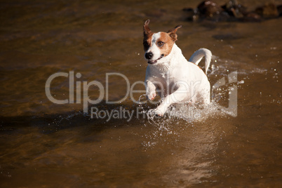 Playful Jack Russell Terrier Dog Playing in Water