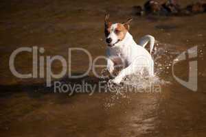 Playful Jack Russell Terrier Dog Playing in Water