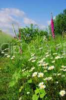 Blumenwiese - flower meadow 08