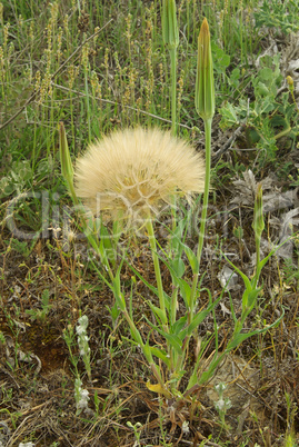 Bocksbart - Western Salsify 03