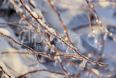 Eiszapfen am Strauch - icicle on bush 01