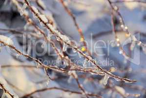 Eiszapfen am Strauch - icicle on bush 01