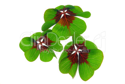 Glücksklee - four leafed clover 27