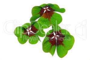 Glücksklee - four leafed clover 27