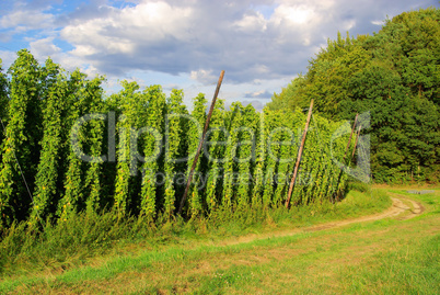 Hopfenfeld - hop field 02