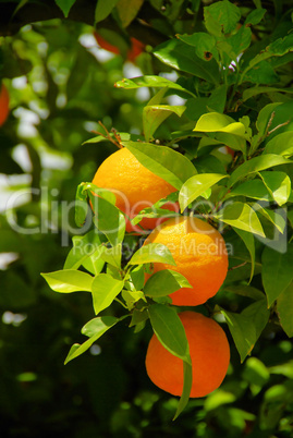 Orange am Baum - orange fruit on tree 10