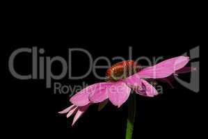 Sonnenhut Purpur - Purple Coneflower 14