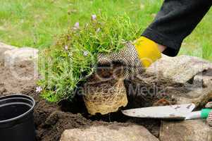 Staude einpflanzen - shrub planting 11