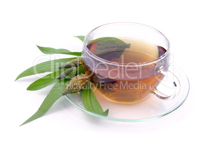 Tee Spitzwegerich - tea ribwort plantain 10
