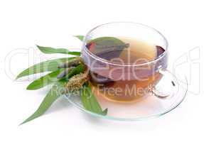 Tee Spitzwegerich - tea ribwort plantain 10