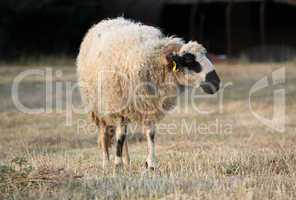 Ram in a meadow