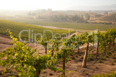 Beautiful Lush Grape Vineyard in The Morning Sun and Mist