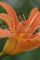Blüte - Feuerlilie orange