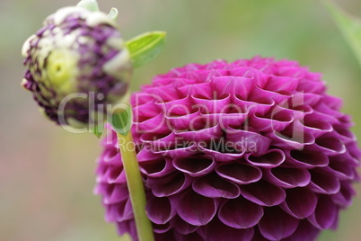 violette Dahlienblüte mit Knospe
