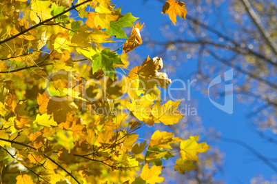 Autumn maple leaves