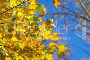 Autumn maple leaves